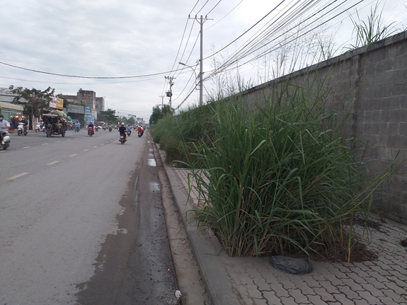 Cỏ dại mọc kín vỉa hè.